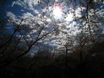 'Spring in High Park' submitted by Tenzin Dolkar.